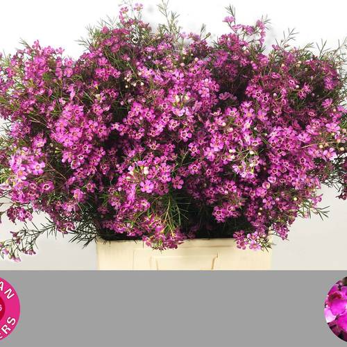 Wachsflower rosa Eden 40 Gramm 70cm