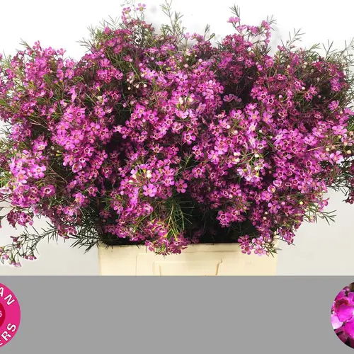 Wachsflower rosa Eden 40 Gramm 70cm