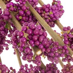 Callicarpa lila Giraldii 80cm
