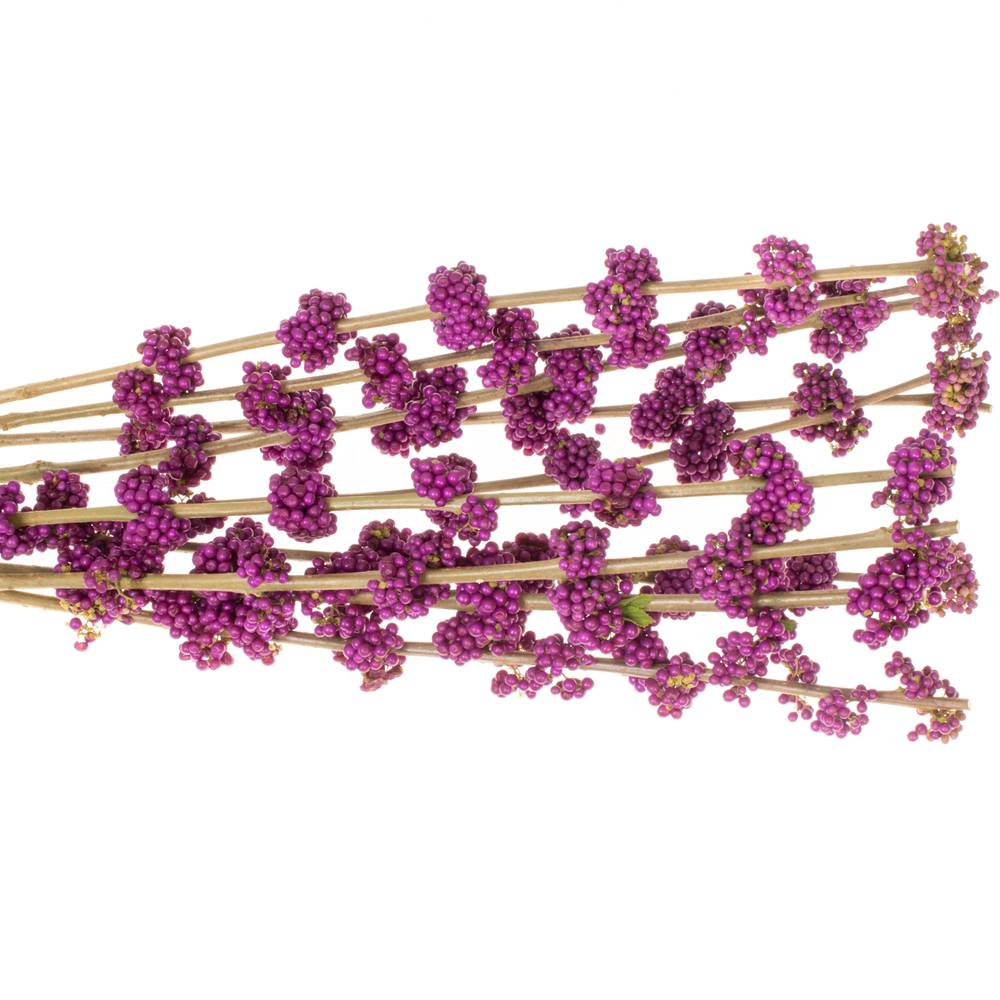 Callicarpa lila Giraldii 80cm