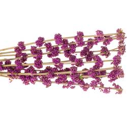 Callicarpa lila Giraldii 80cm
