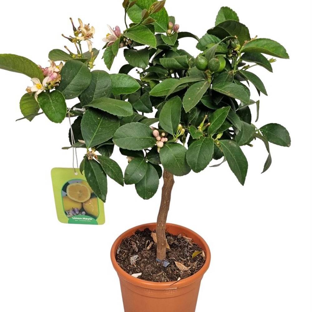 Zitrus Lemon Meyer auf Stamm T17 H060