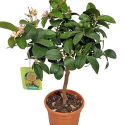 Zitrus Lemon Meyer auf Stamm T17 H060