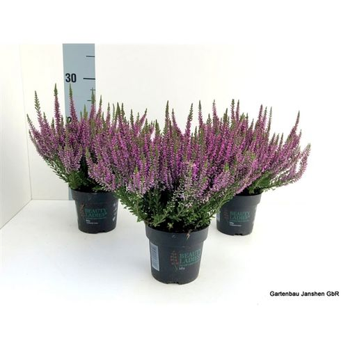 Calluna Bl lila T10,5 H25