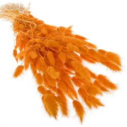 Lagurus orange Gebleicht 70cm 100Gramm