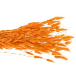 Lagurus orange Gebleicht 70cm 100Gramm