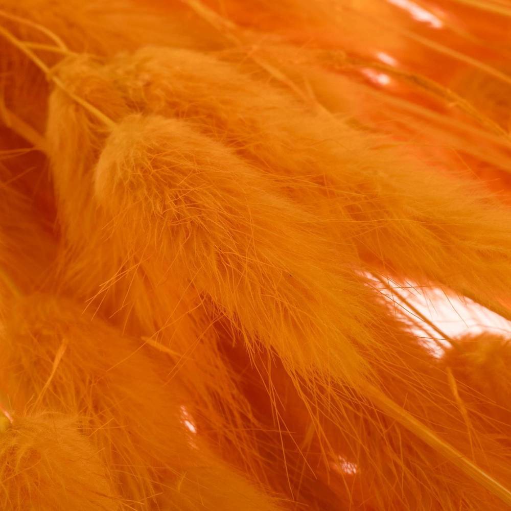 Lagurus orange Gebleicht 70cm 100Gramm