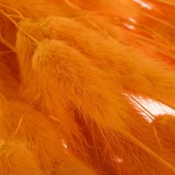 Lagurus orange Gebleicht 70cm 100Gramm