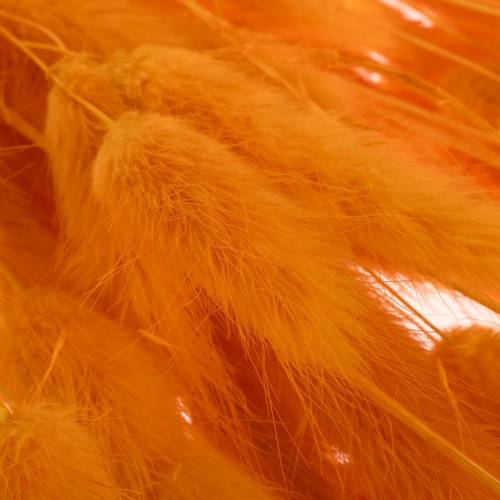 Lagurus orange Gebleicht 70cm 100Gramm