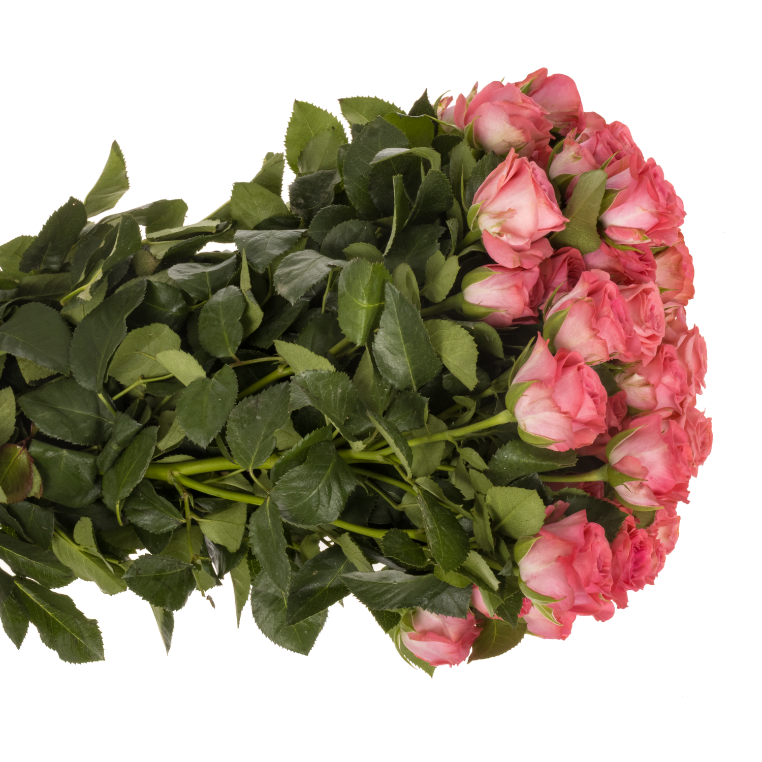 Rose verzweigt rosa Jessy 4+Blüte 40cm
