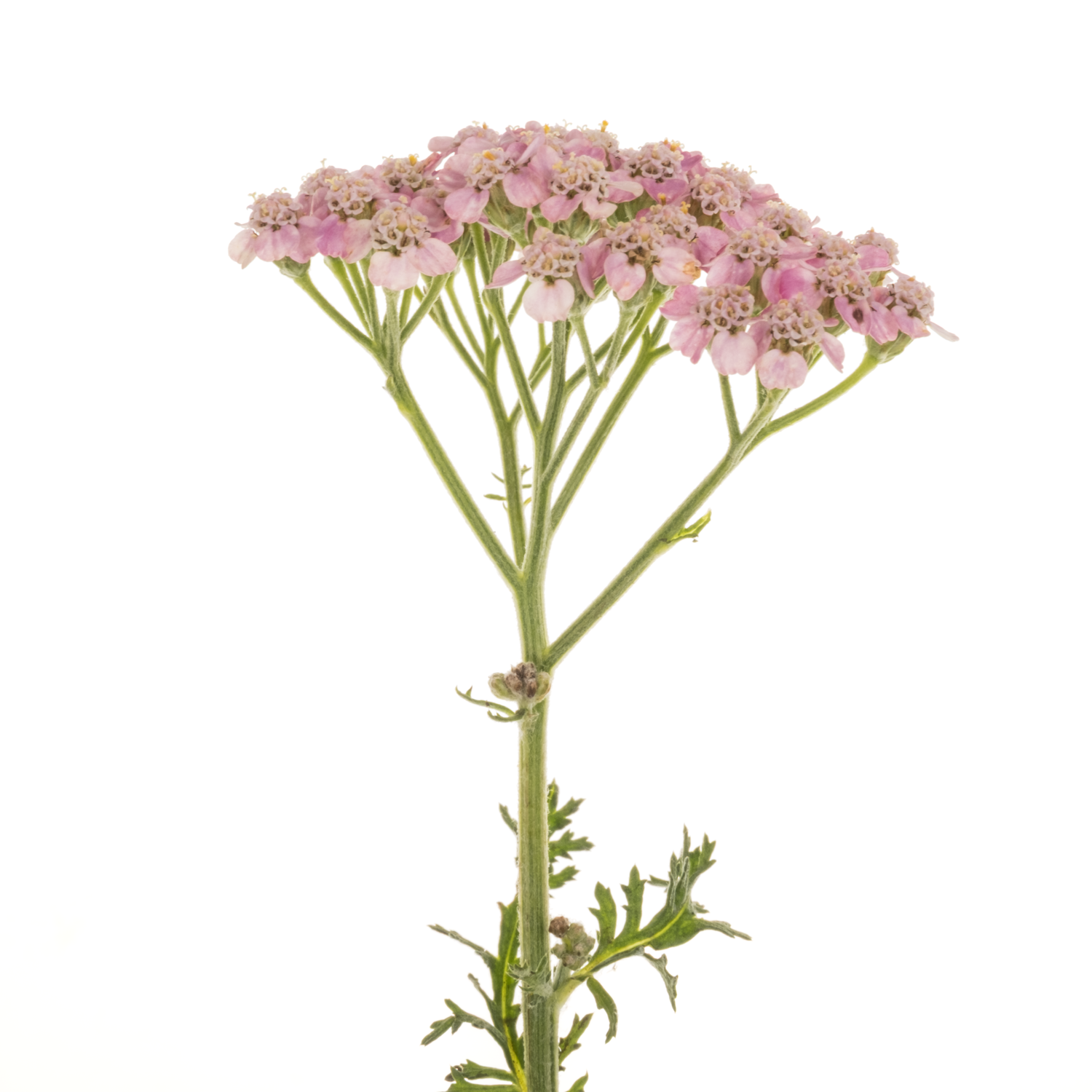 Achillea rosa Mcl li pink 55cm