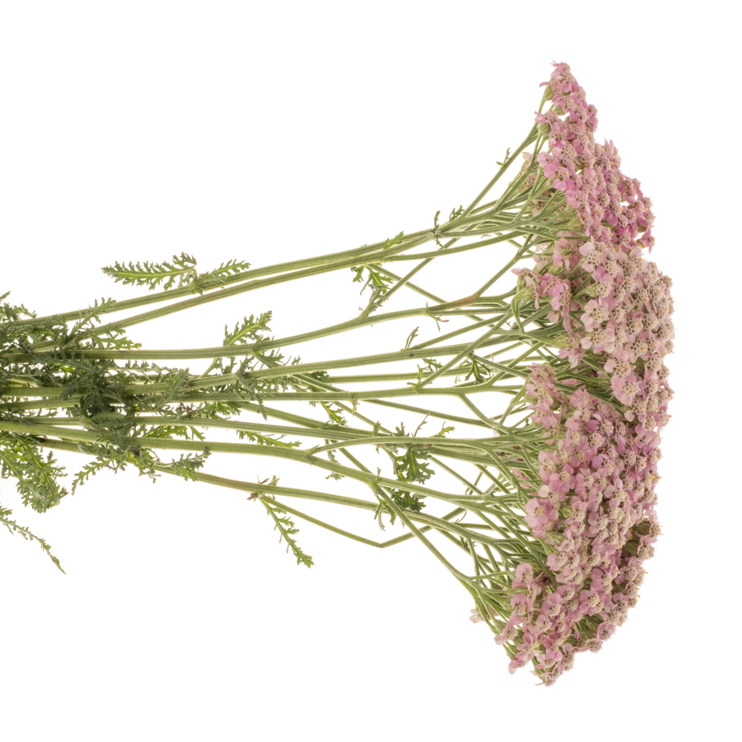 Achillea rosa Mcl li pink 55cm