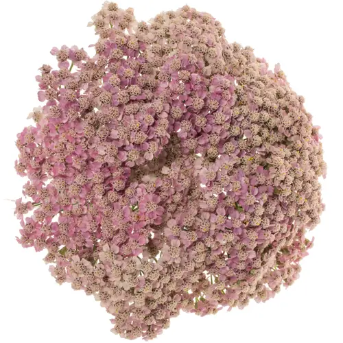 Achillea rosa Mcl li pink 55cm