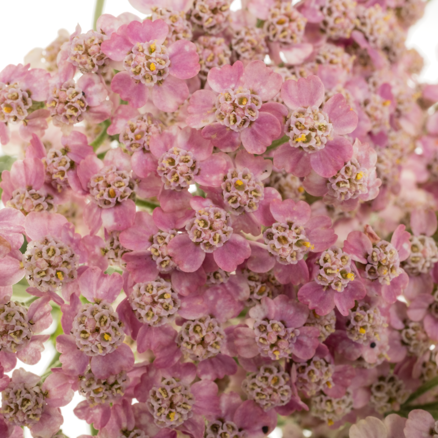 Achillea rosa Mcl li pink 55cm