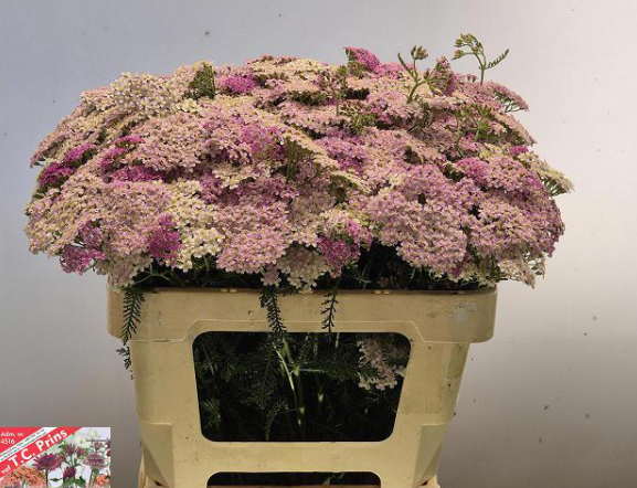 Achillea rosa Mcl li pink 55cm