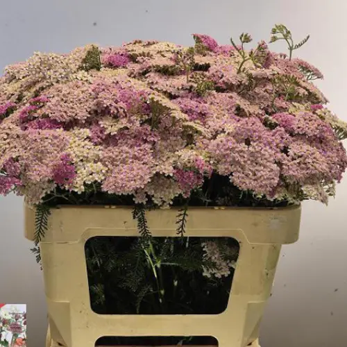 Achillea rosa Mcl li pink 55cm