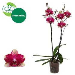 Phal.2-R Rombley T12 H055