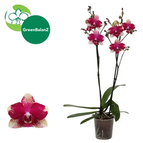 Phal.2-R fuchsia/creme Rombley T12 H055