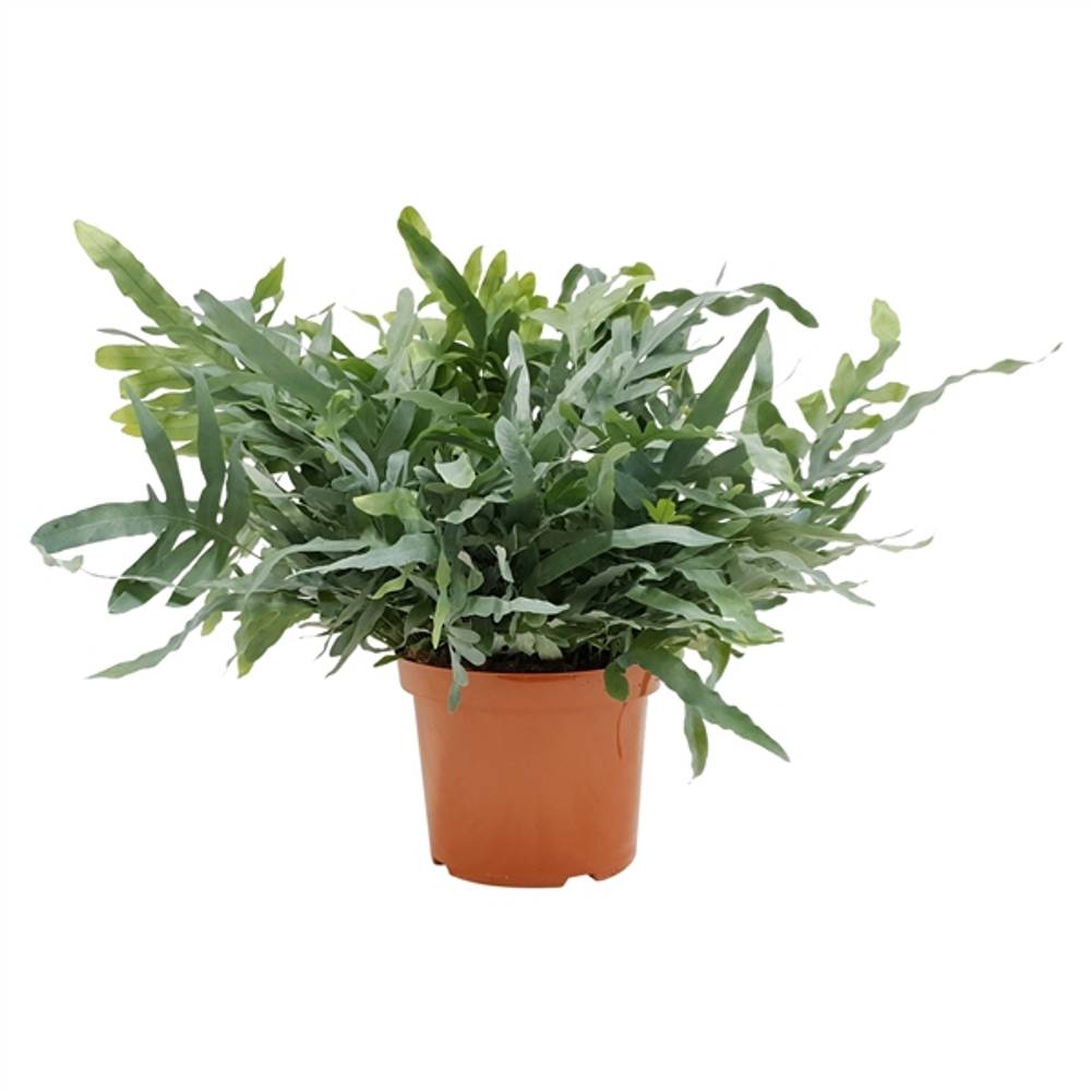 Phlebodium Blue- Star T26 H80