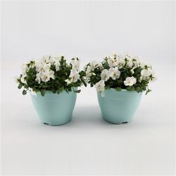 Hornveil.weiss T14 H15