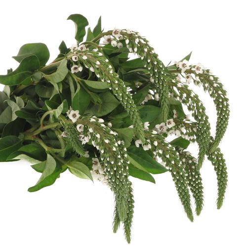 Lysemachia weiss Clethroides 60cm