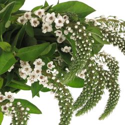 Lysemachia weiss Clethroides 60cm
