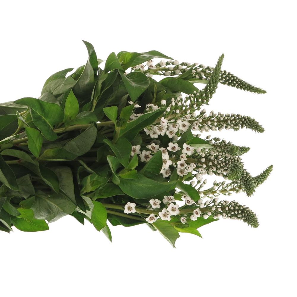 Lysemachia weiss Clethroides 60cm
