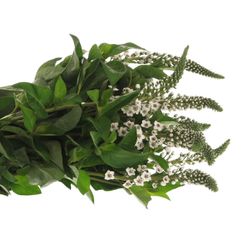 Lysemachia weiss Clethroides 60cm