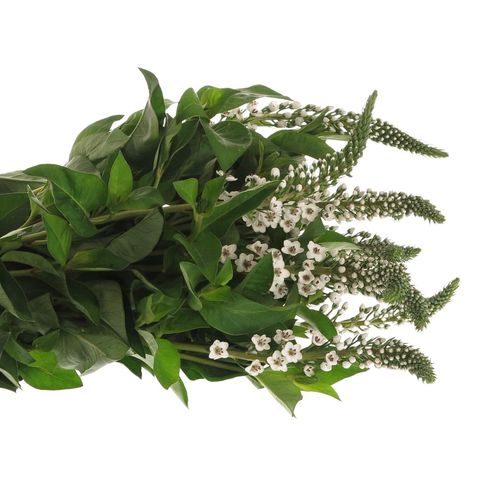 Lysemachia weiss Clethroides 60cm