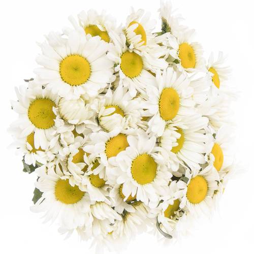 Margerite weiss 55cm