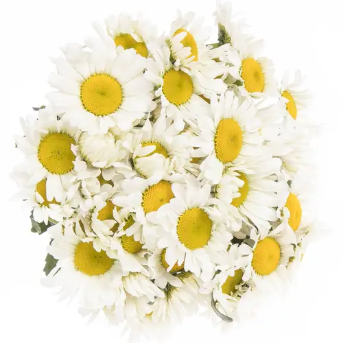 Margerite weiss 55cm