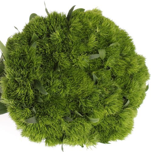 Bartnelke grün Aldo Green 40cm
