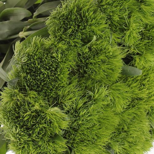 Bartnelke grün Aldo Green 40cm