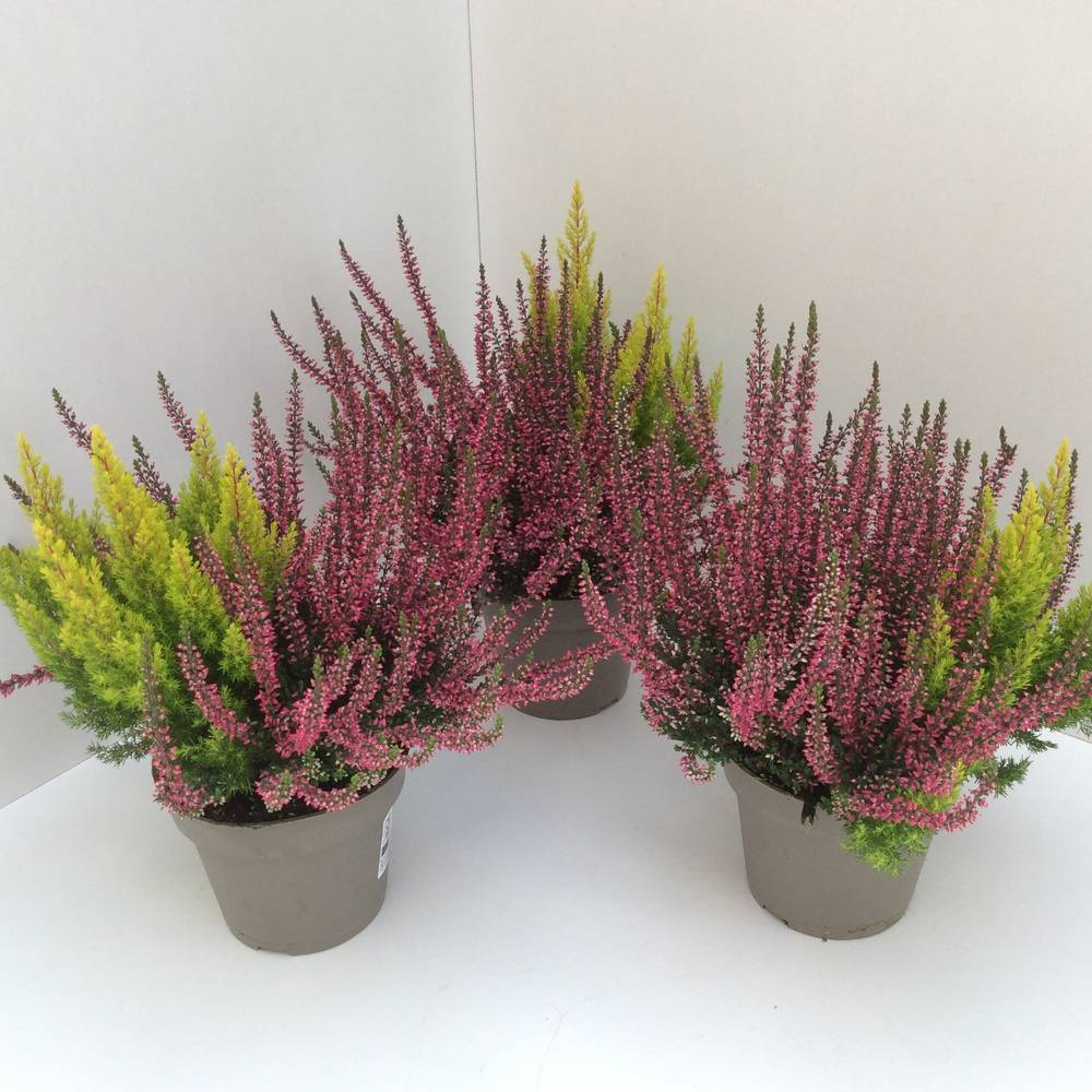 Calluna GG +Erica Arborea mix T13 H027