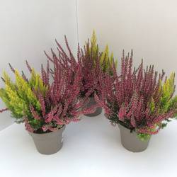 Calluna GG +Erica Arborea mix T13 H027