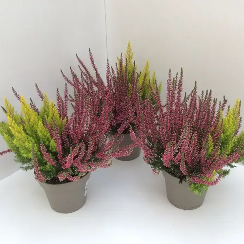 Calluna GG +Erica Arborea mix T13 H027