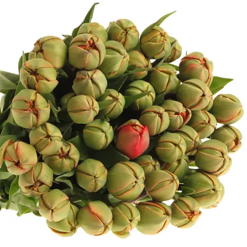 Tulpe rot/grün Pioen 28 Gramm 28cm