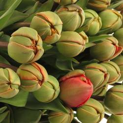 Tulpe rot/grün Pioen 28 Gramm 28cm
