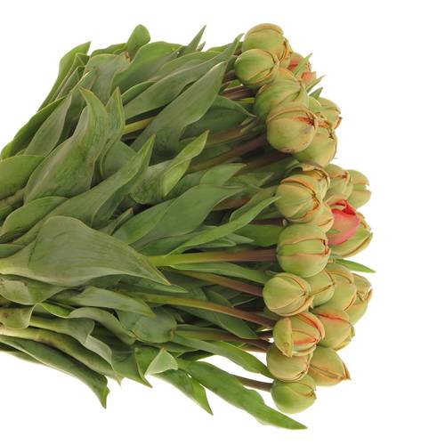 Tulpe rot/grün Pioen 28 Gramm 28cm