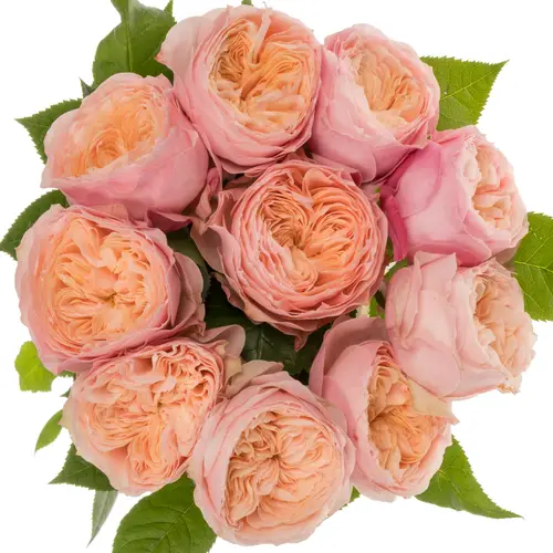 Rose apricot/rosa Ophelia gefüllt 50cm