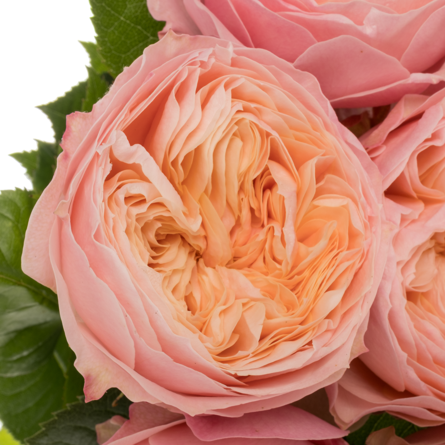 Rose apricot/rosa Ophelia gefüllt 50cm