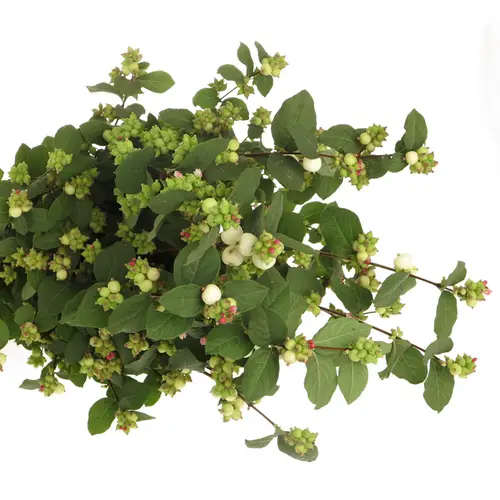 Schneebeere weiss Lemon Lime 40cm