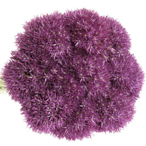 Allium lila Pinbal Wizard 75cm