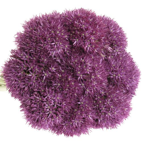 Allium lila Pinbal Wizard 75cm