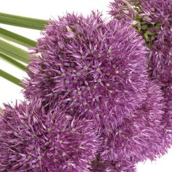 Allium lila Pinbal Wizard 75cm