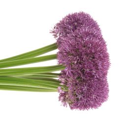Allium lila Pinbal Wizard 75cm
