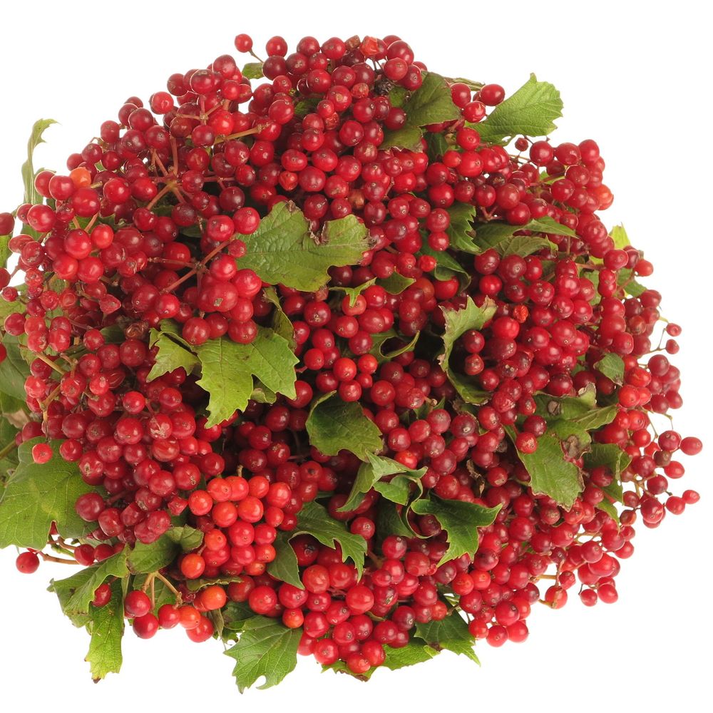 Viburnum rot Compactum 30cm