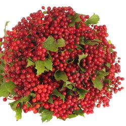 Viburnum rot Compactum 30cm