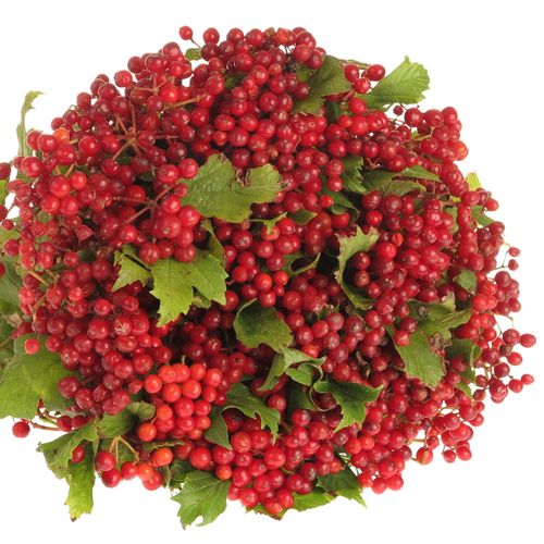 Viburnum rot Compactum 30cm