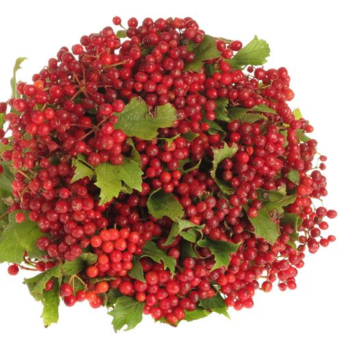 Viburnum rot Compactum 30cm